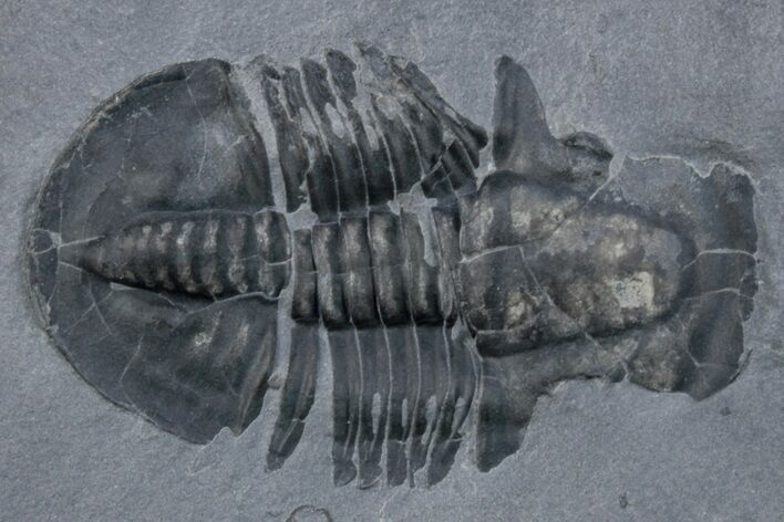 Asaphiscus Wheeleri Trilobite Molt - Utah #269704